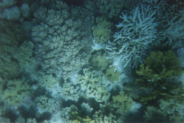 aus38821.jpg (50356 bytes)